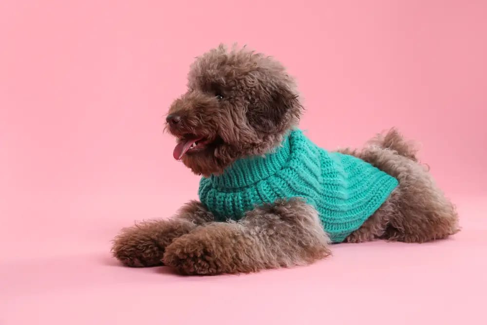 13 Dog Breeds So Smart They Could Probably Hack Your WiFi