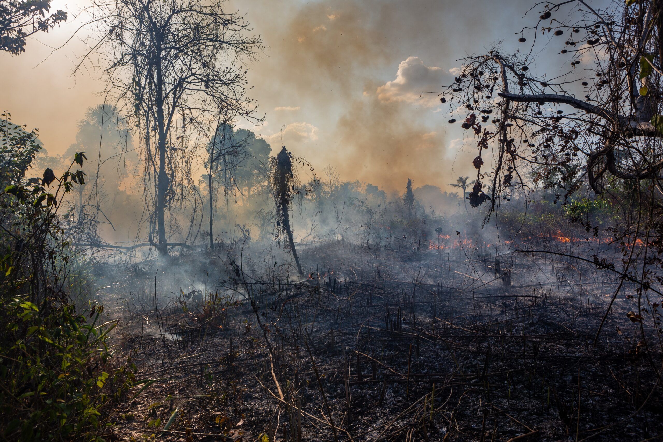 A fire in the forest.