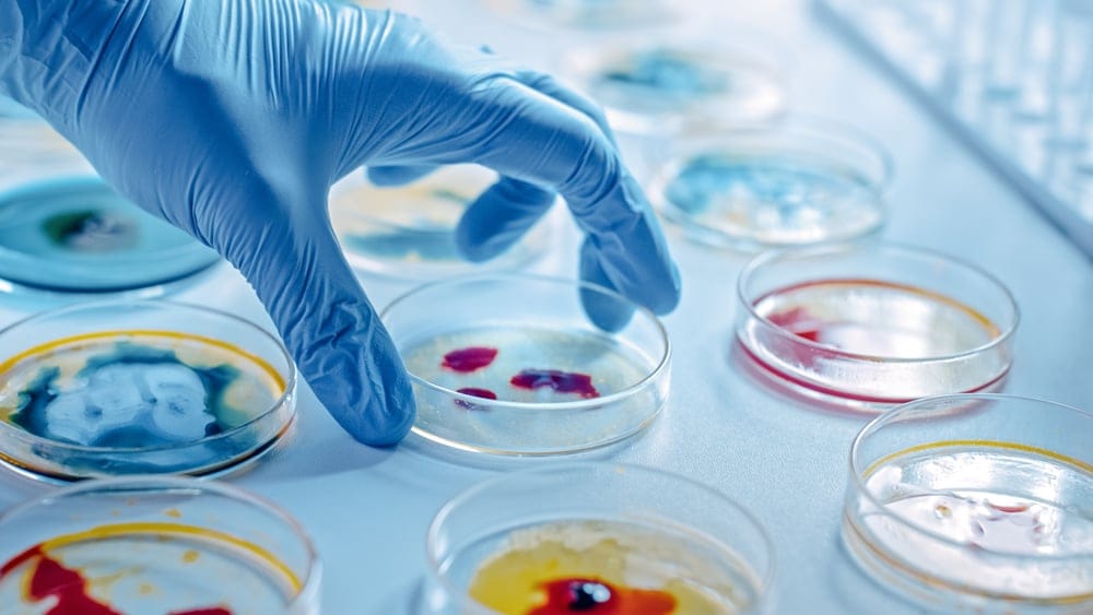 Scientist works with a Petri dish.