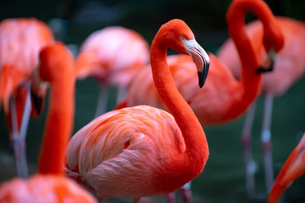 Pink flamingoes