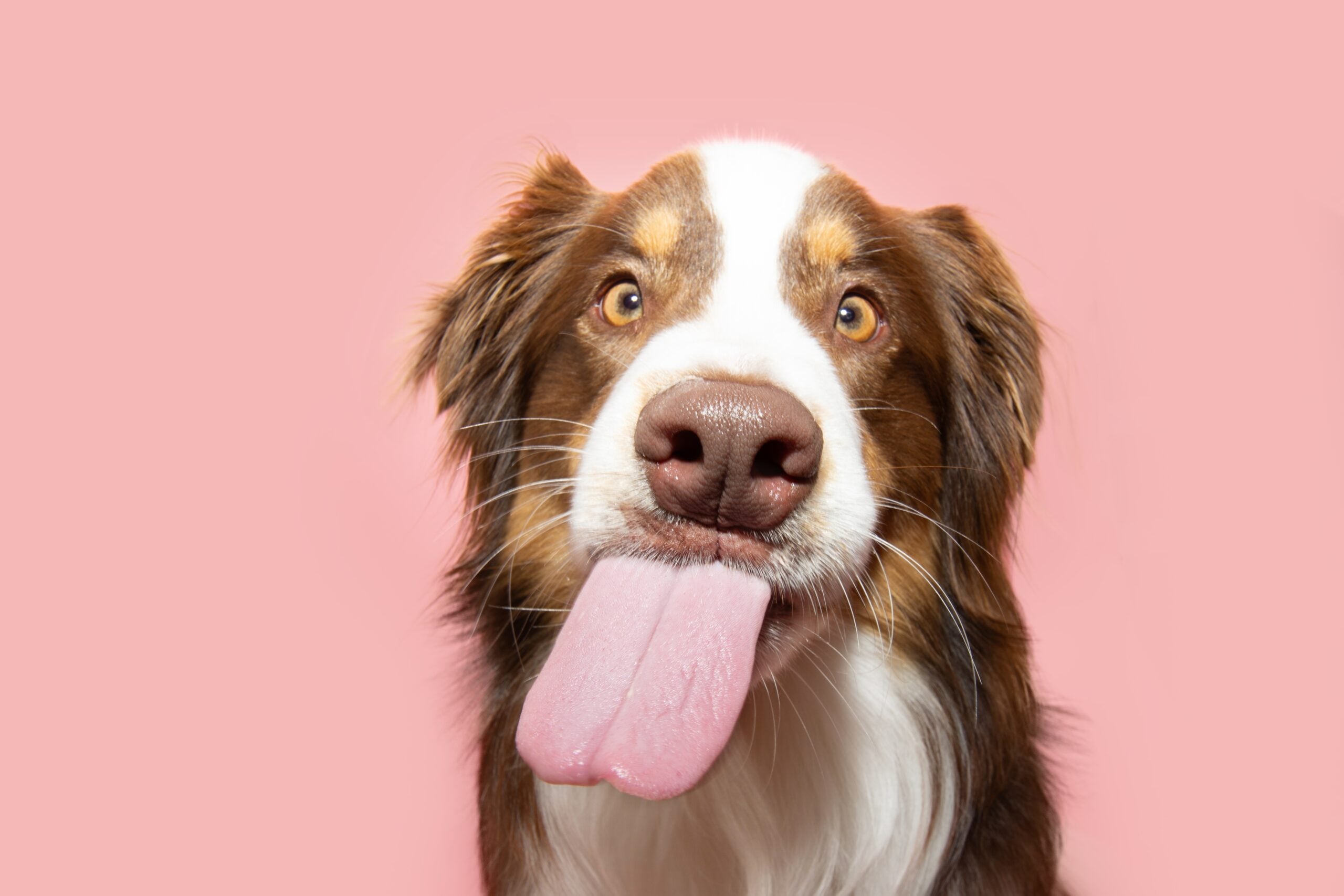 Cute dog with his tongue out.