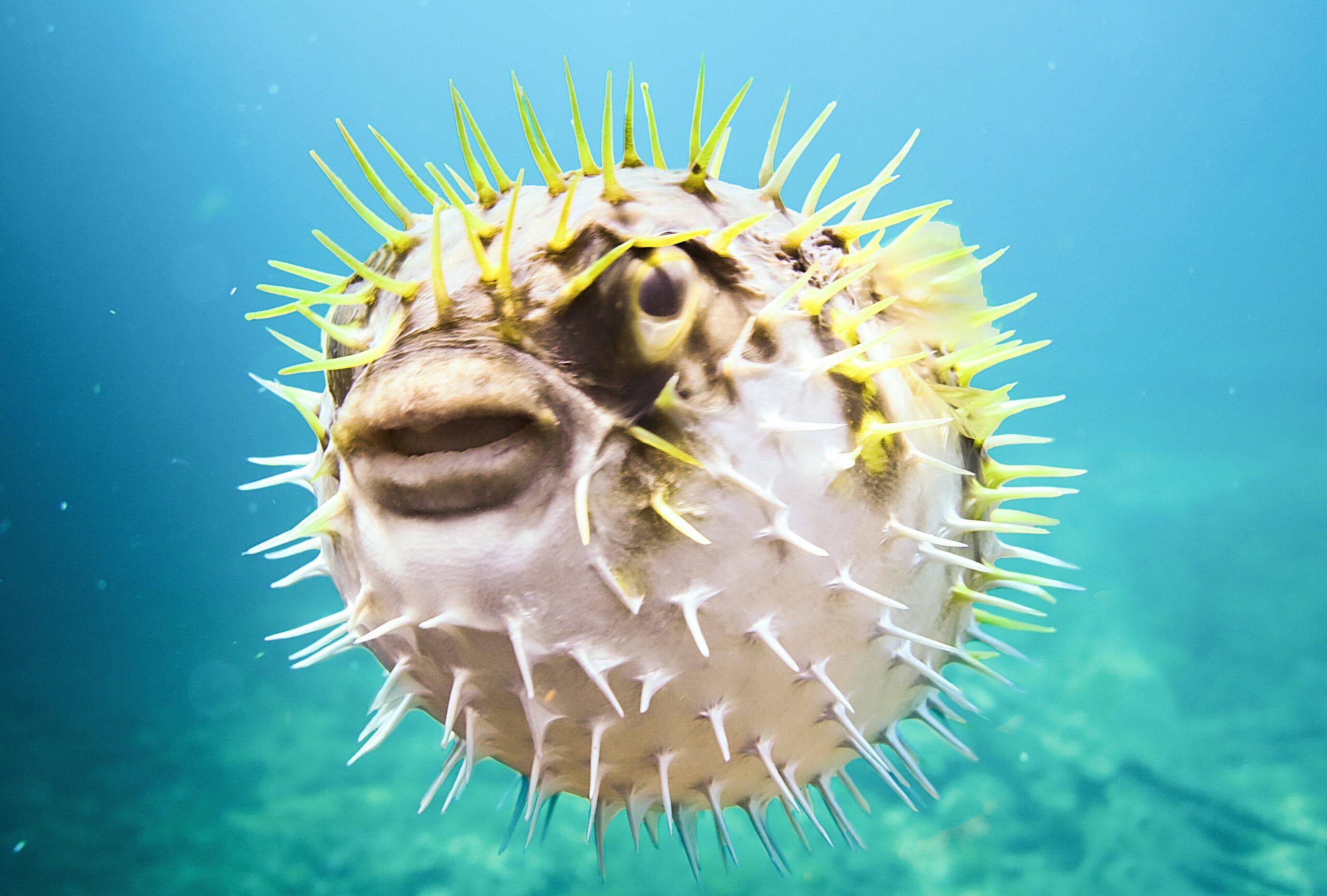 A fugu puffer fish swimming.