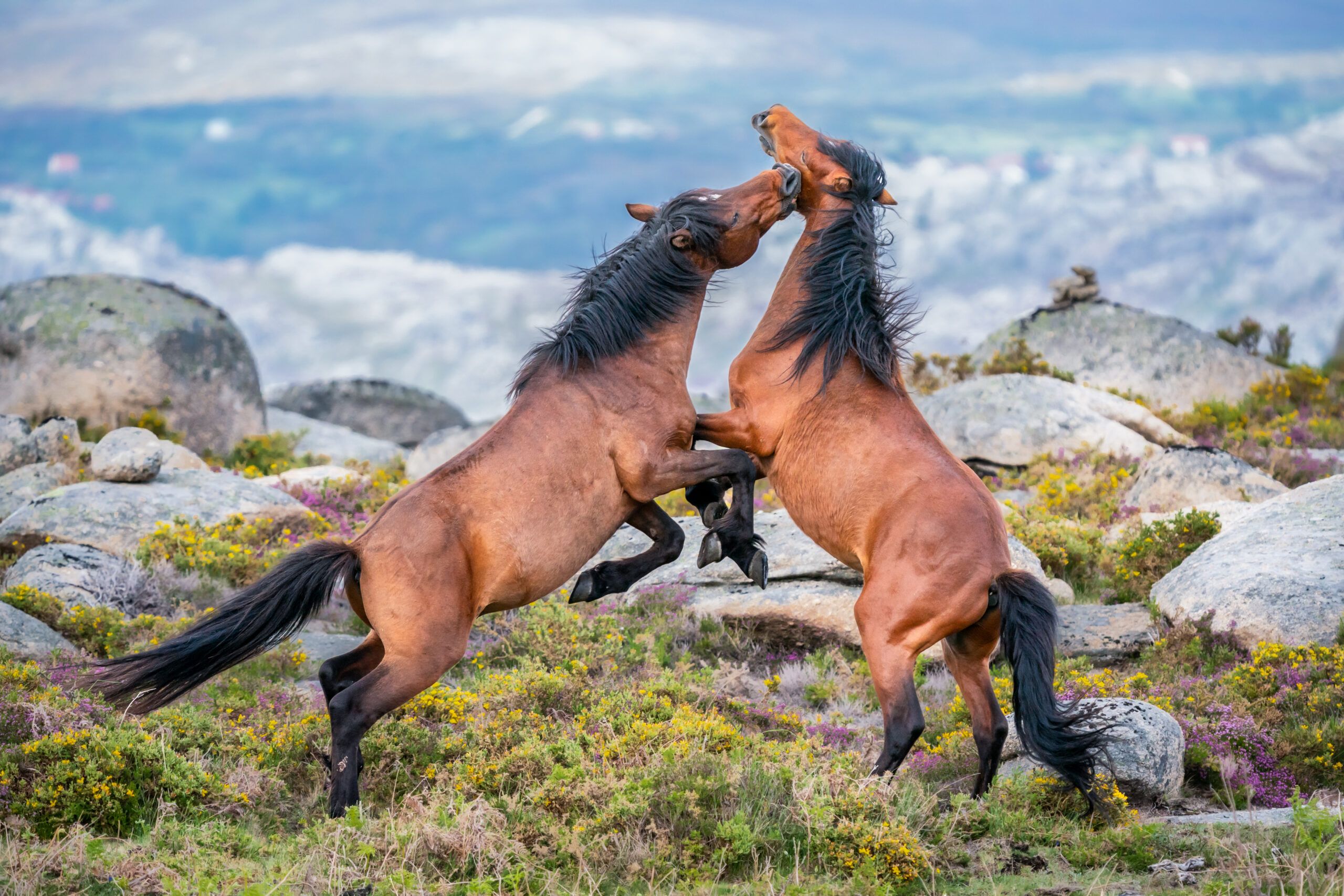 Two beautiful horses. 