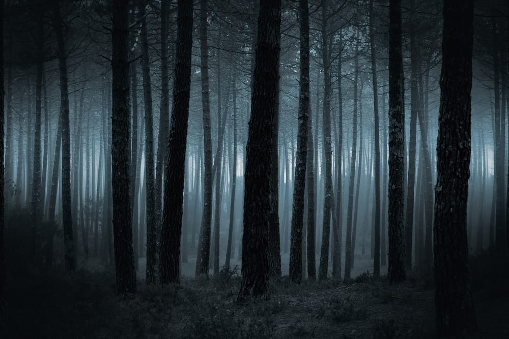 Spooky dark forest.