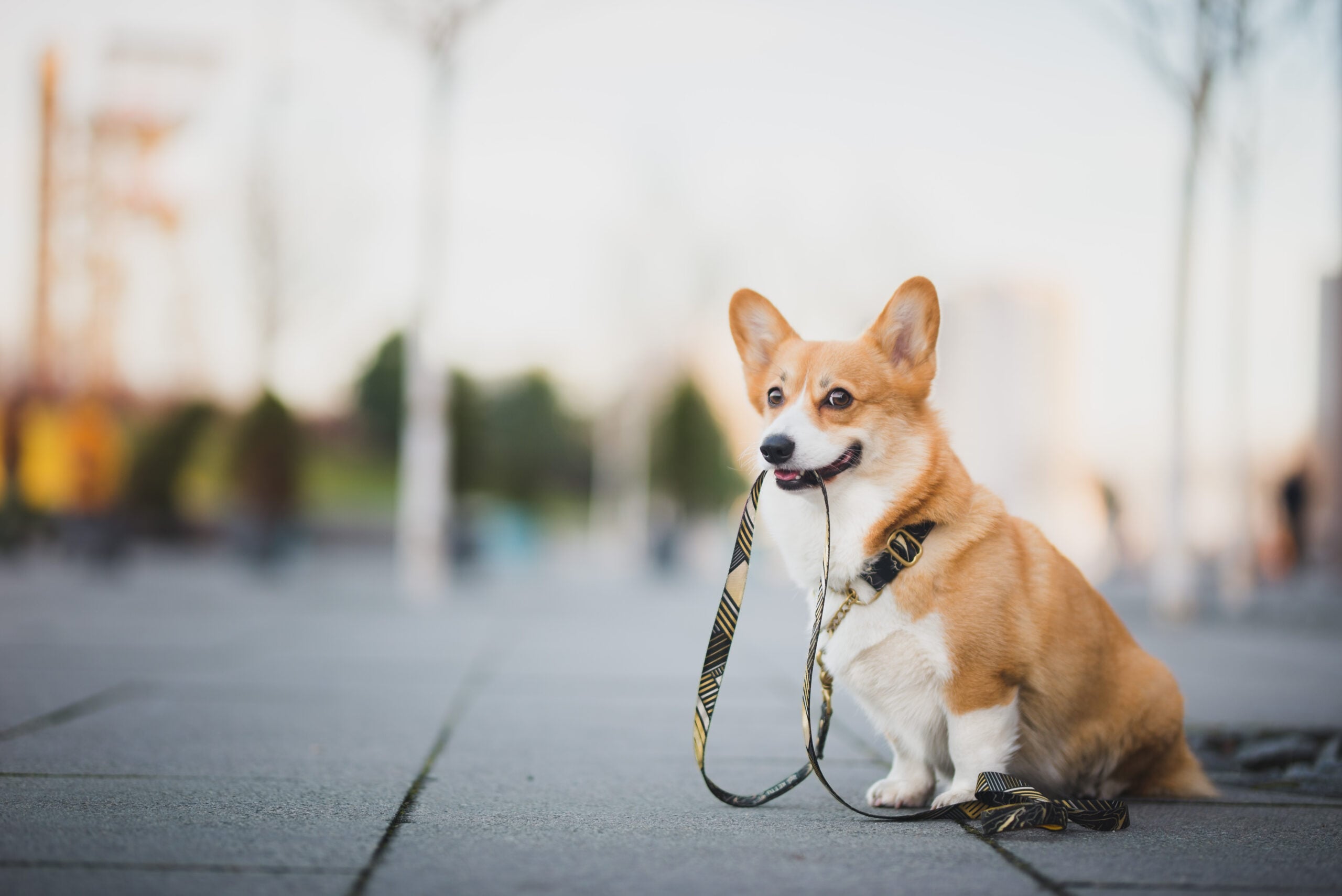 A friendly dog holding a leash during a walk in the park.