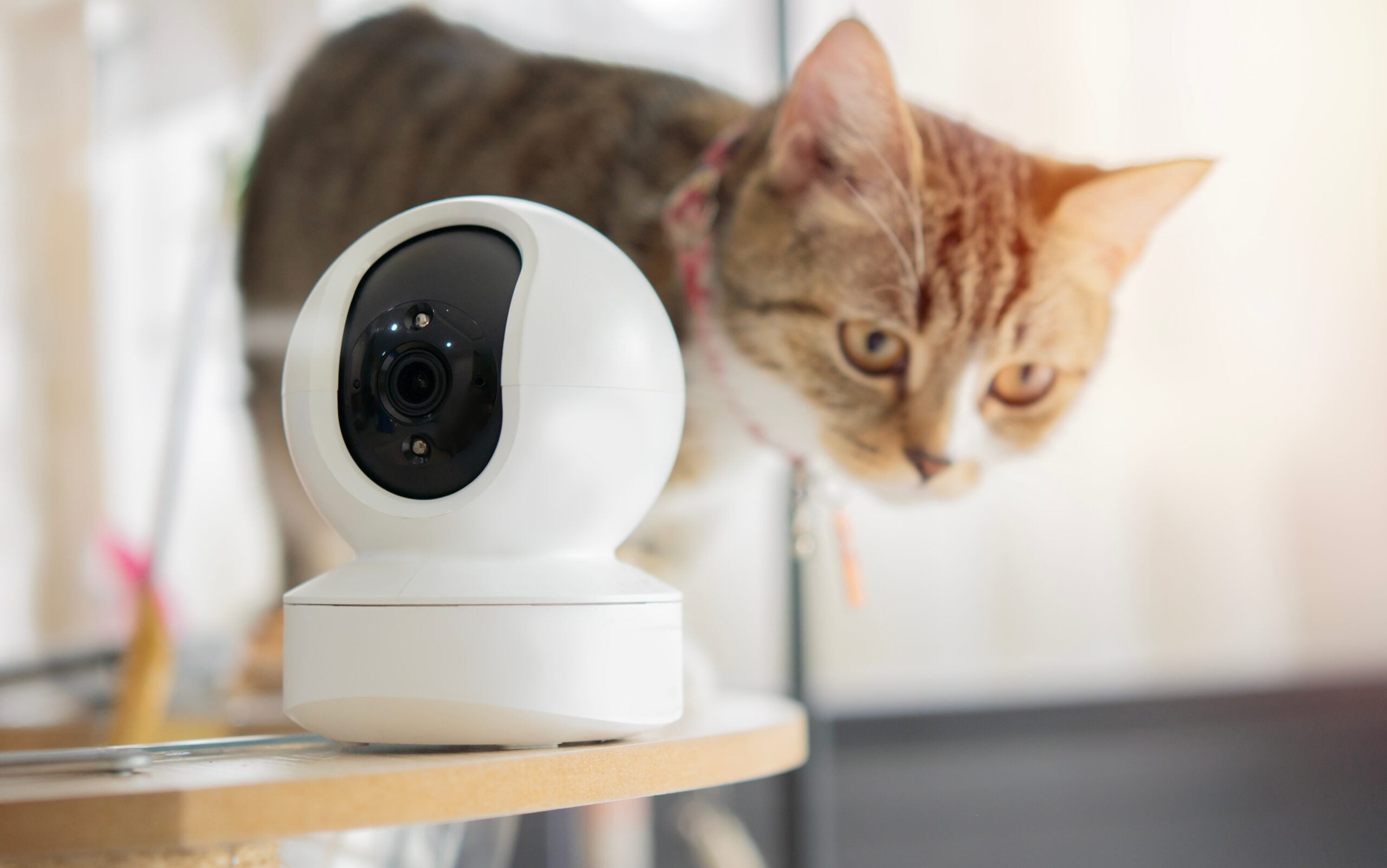 A home security CCTV camera with a kitten.