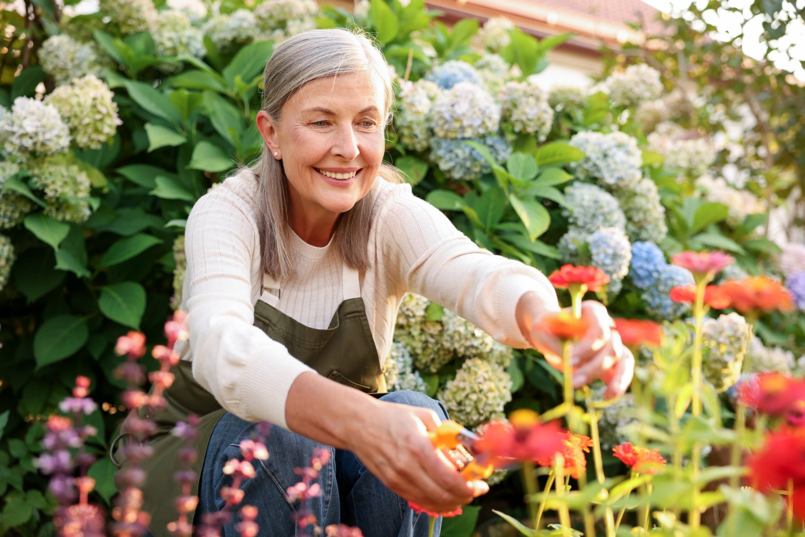 A senior woman pruning zinnia flowers in her garden.