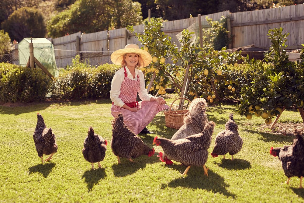 A retired senior woman taking care of her chickens.