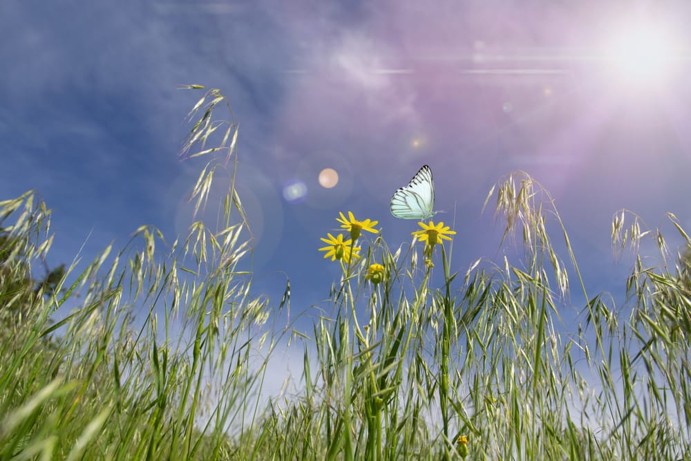 Summer meadow with wildflowers.