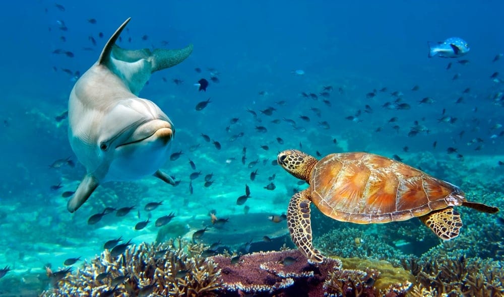 15 Things We’ve Dumped Into The Ocean That Should Terrify You