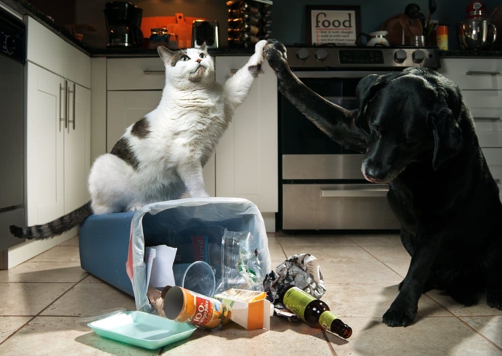 Surprising Things Pet Owners Should Never Store Under the Sink