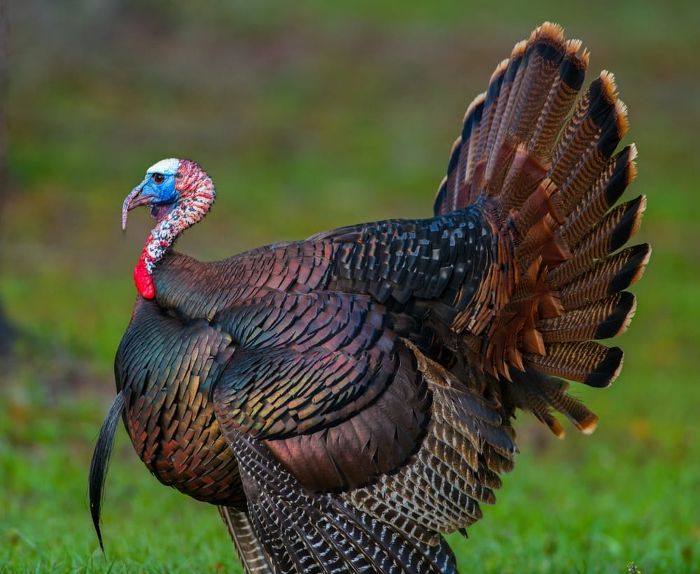 13 Cooking Mistakes That Ruin Thanksgiving (And How To Avoid Them)