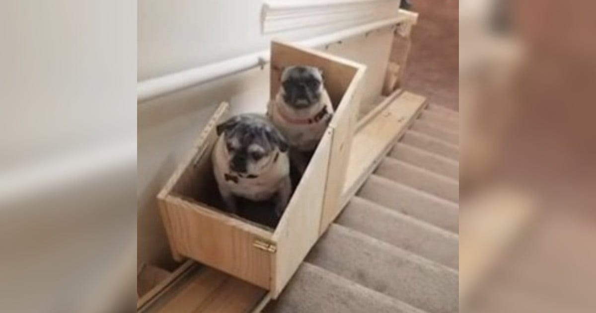 Owner Builds ‘Doggie-Vator’ Stairlift For Her 3 Elderly Dogs