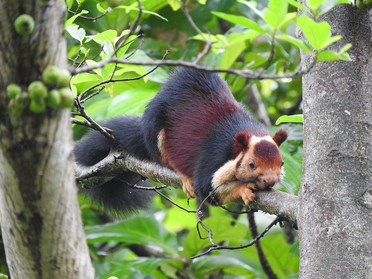 These Giant Multicolored Squirrels Can Grow Up To 3 Feet Tall