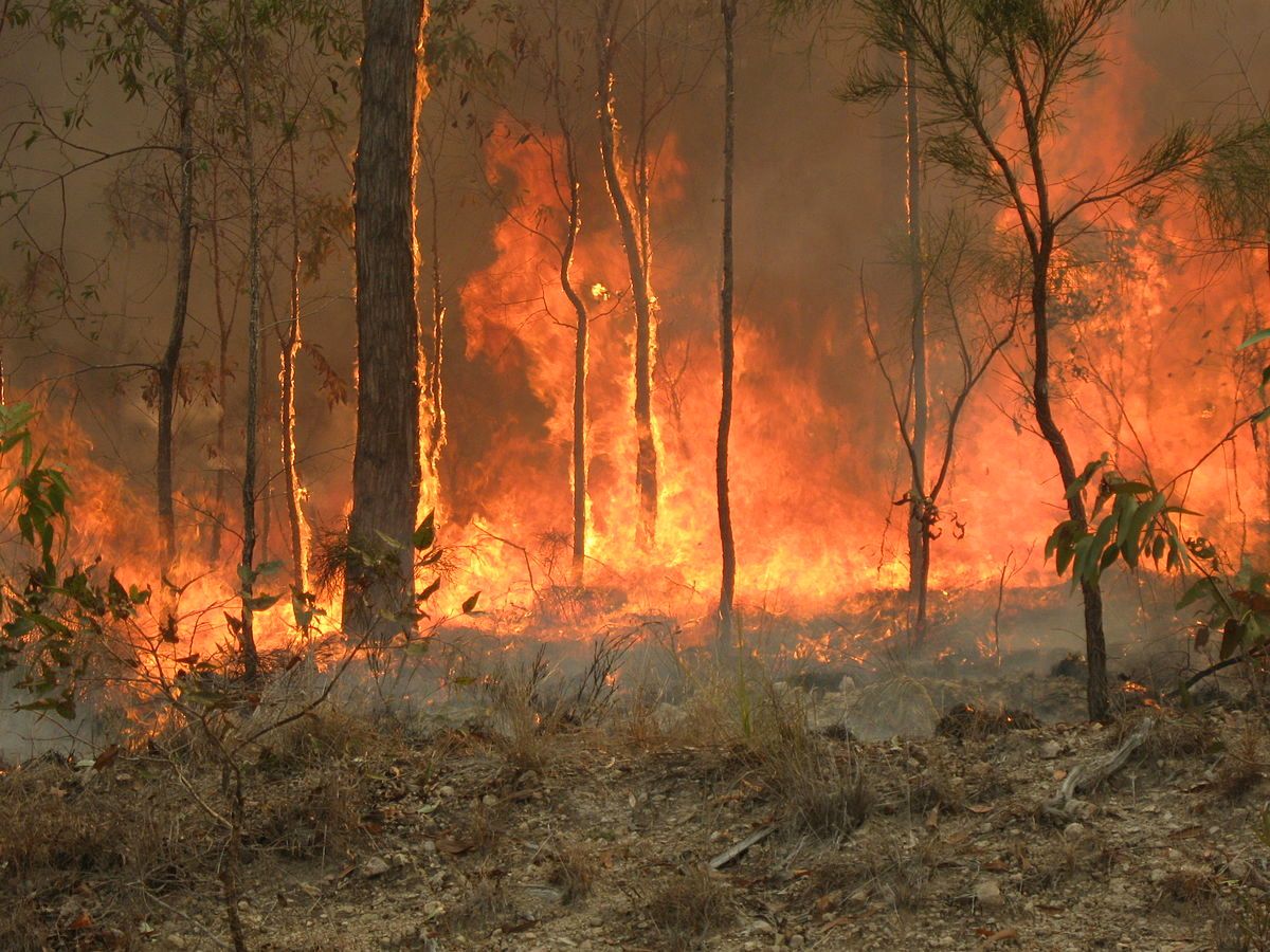 Nearly 200 People Have Been Arrested In Australia For Deliberately Starting Bushfires