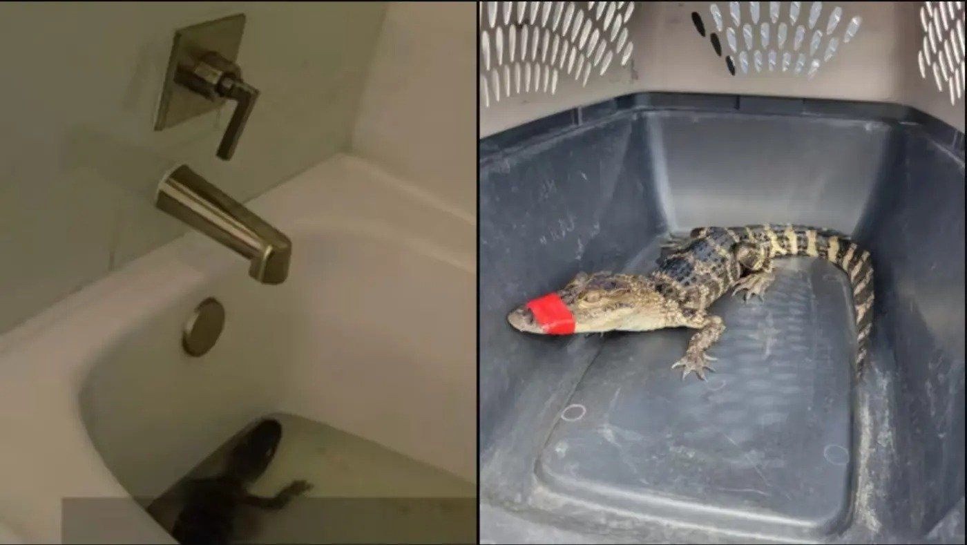 Florida Woman Steals Alligator From Her Old Job For Birthday Photoshoot And Kept It In Her Bathtub