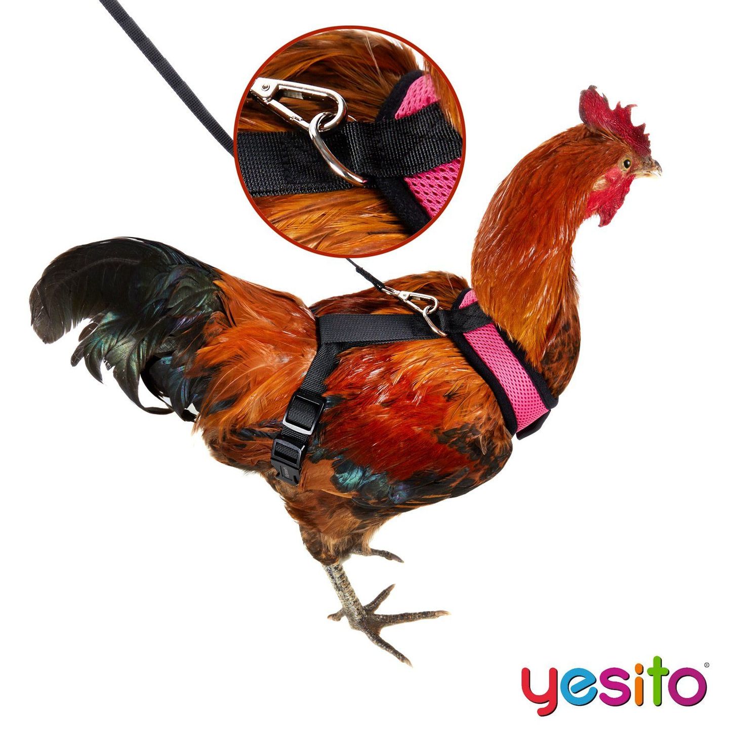 You Can Buy A Harness For Your Chicken To Safely And Stylishly Cross The Road
