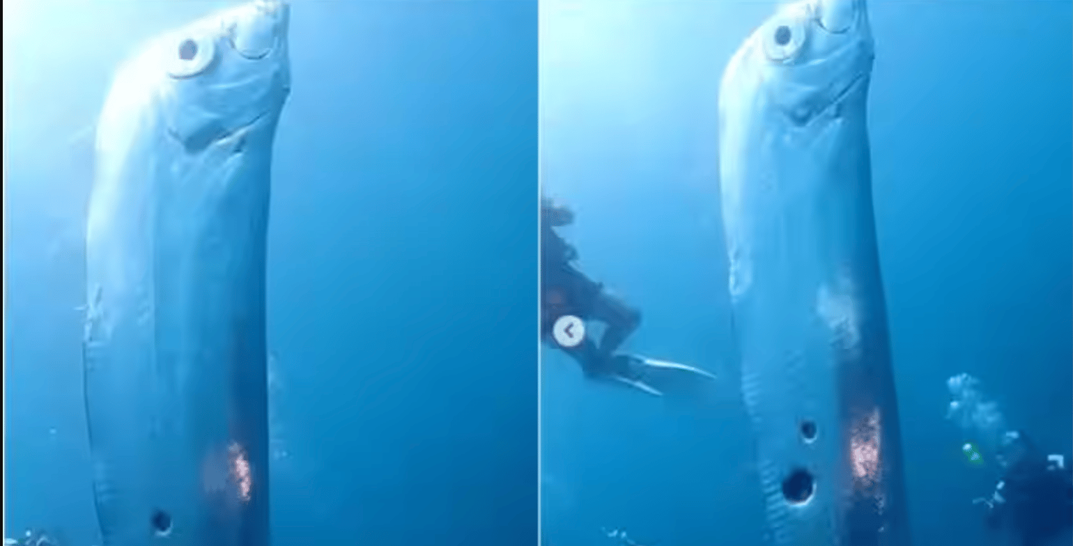 Divers Encounter Extremely Rare ‘Doomsday Fish’ During Diving Trip
