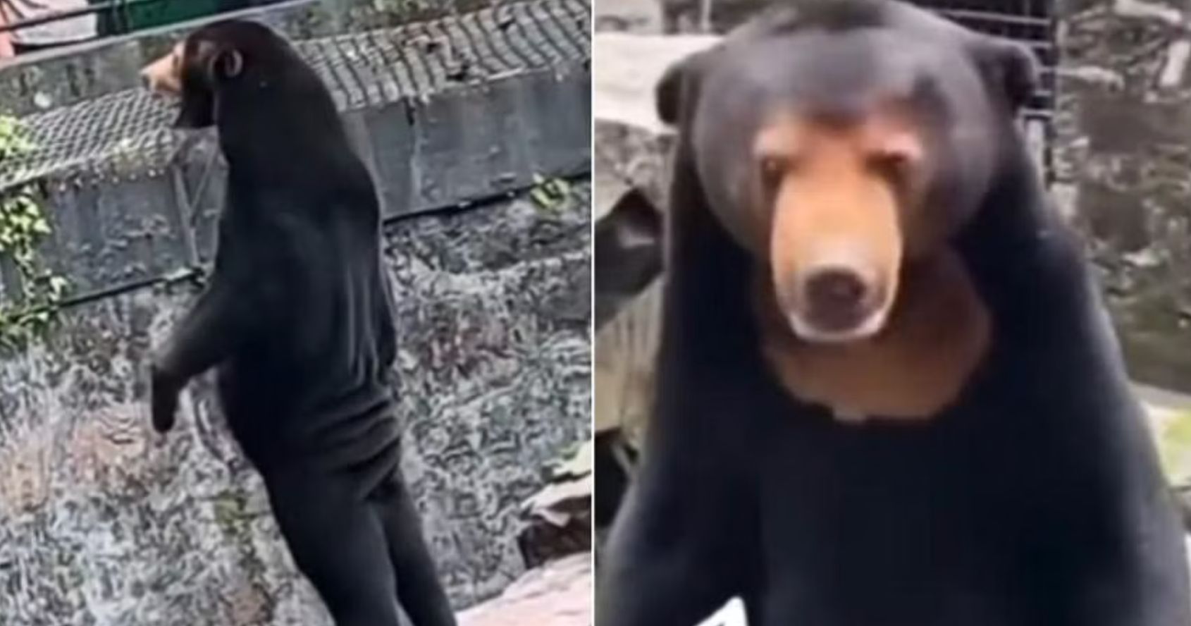 Chinese Zoo Denies Suggestions Its Sun Bear Is Really Just A Man In A Bear Suit