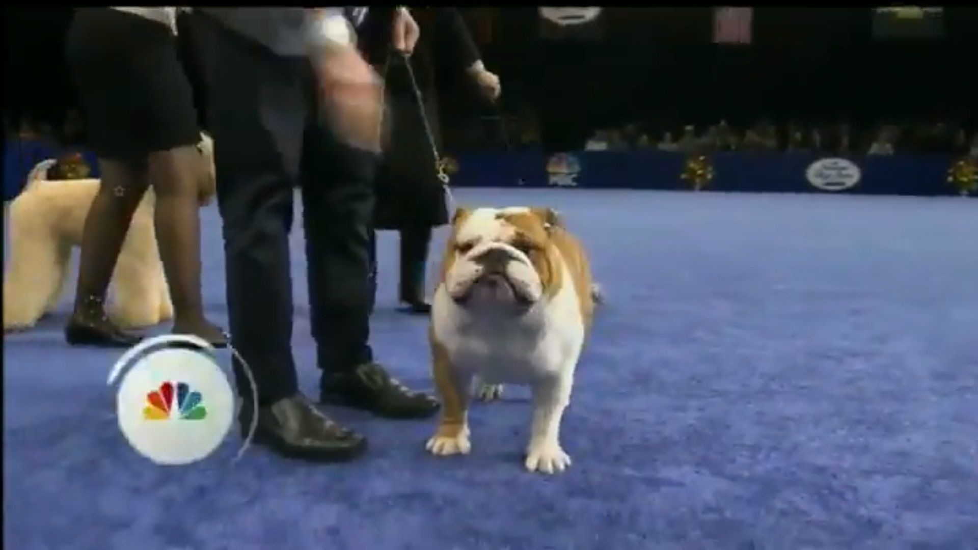 Thor The Chunky Bulldog Won The National Dog Show And It Was A Well-Deserved Victory