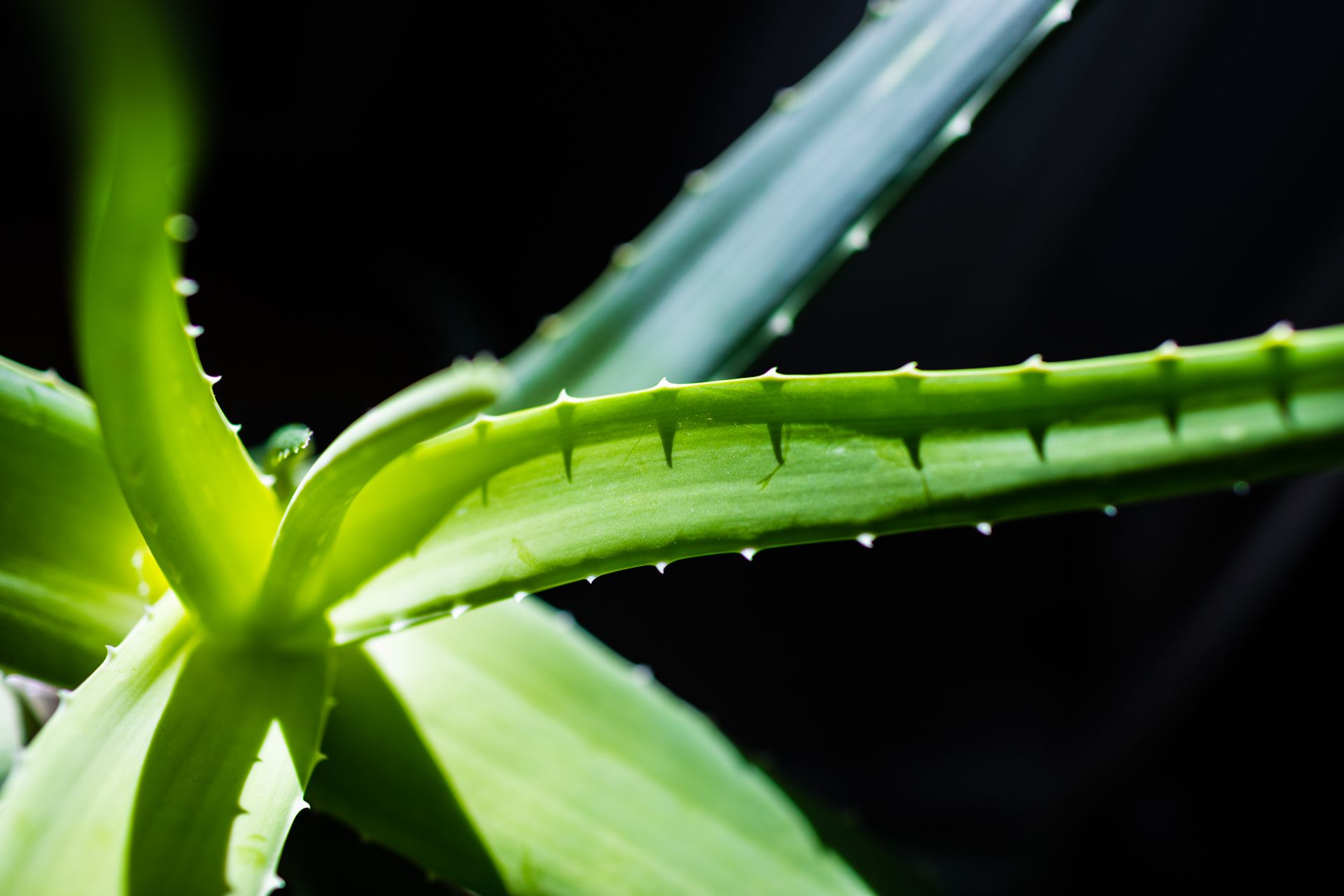 14 Deadly Plants You’d Never Guess Could Kill You