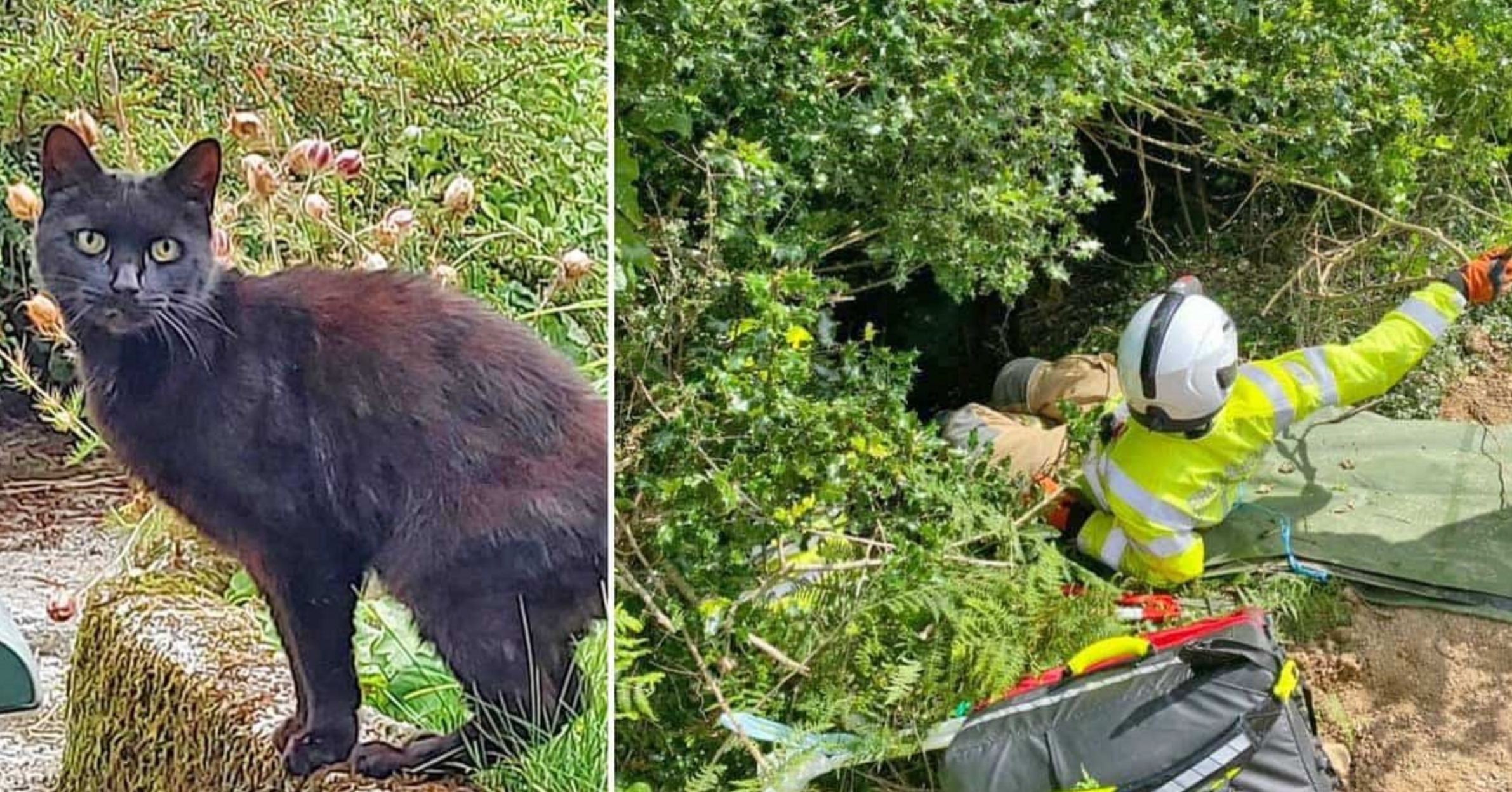Hero Cat Meowed Loudly To Save Elderly Owner Who Fell Down Ravine