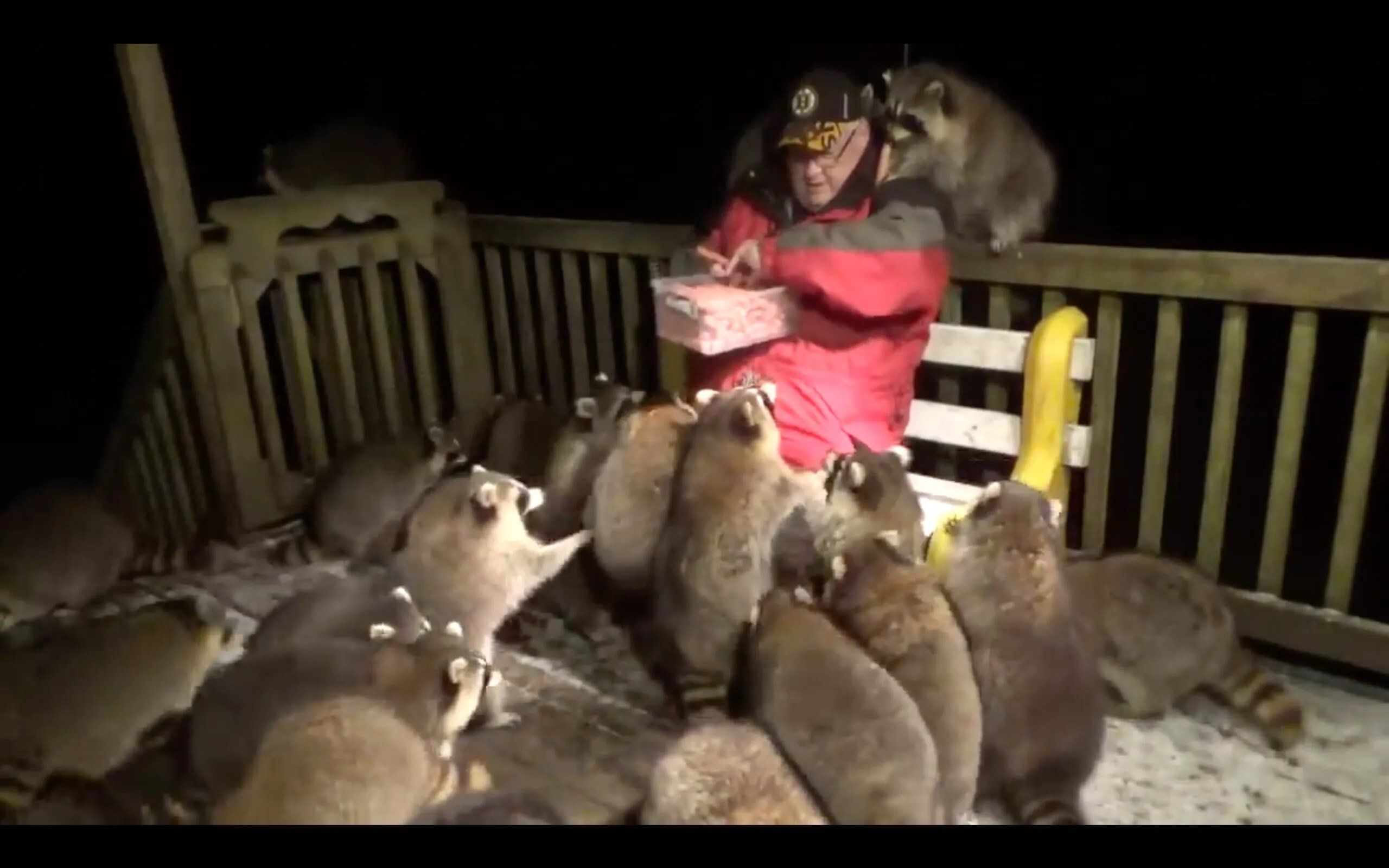Man Feeds Hot Dogs To Stray Raccoons Every Night To Honor Late Wife’s Dying Wish