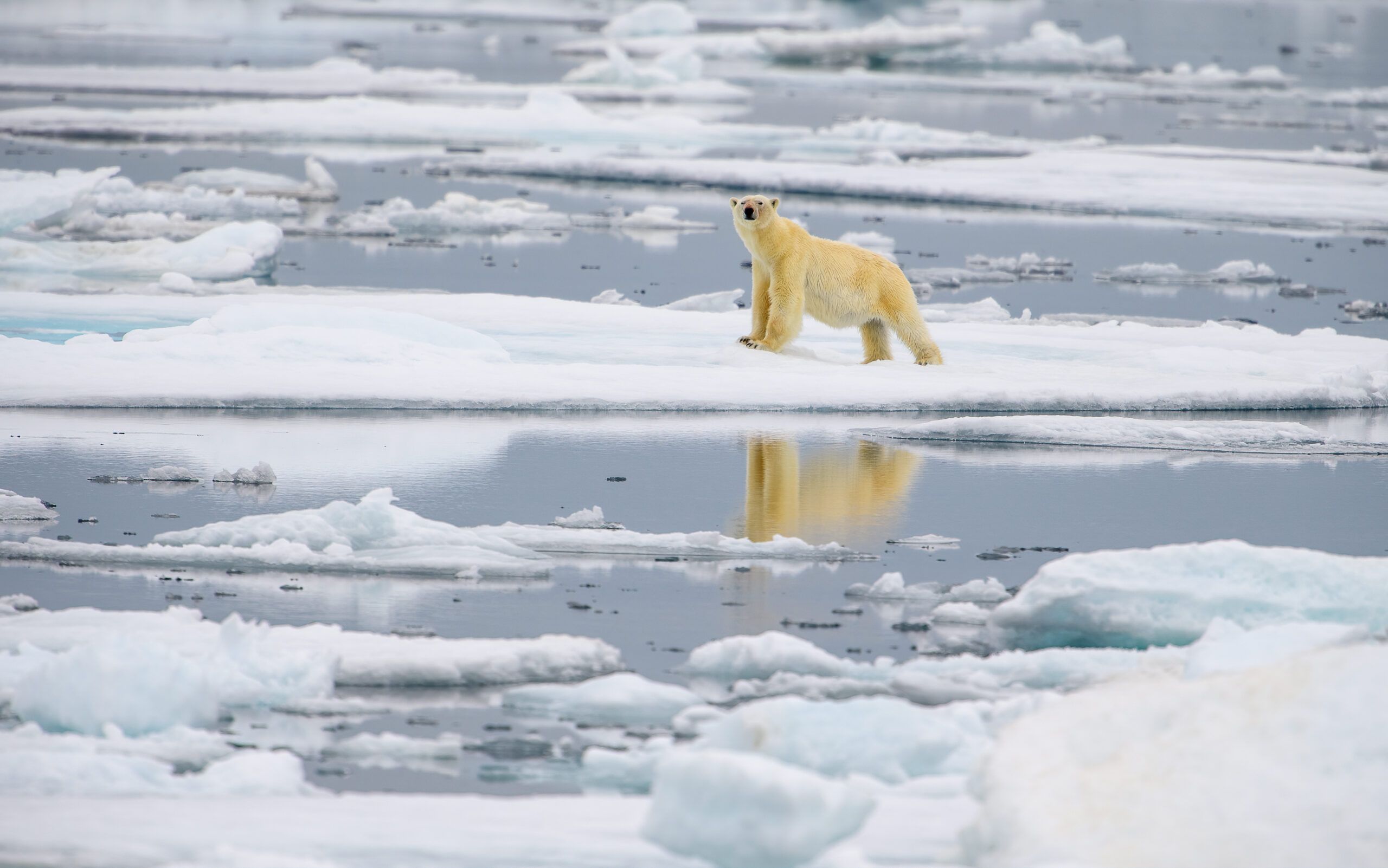 14 Unsettling Climate Predictions Keeping Scientists Up At Night