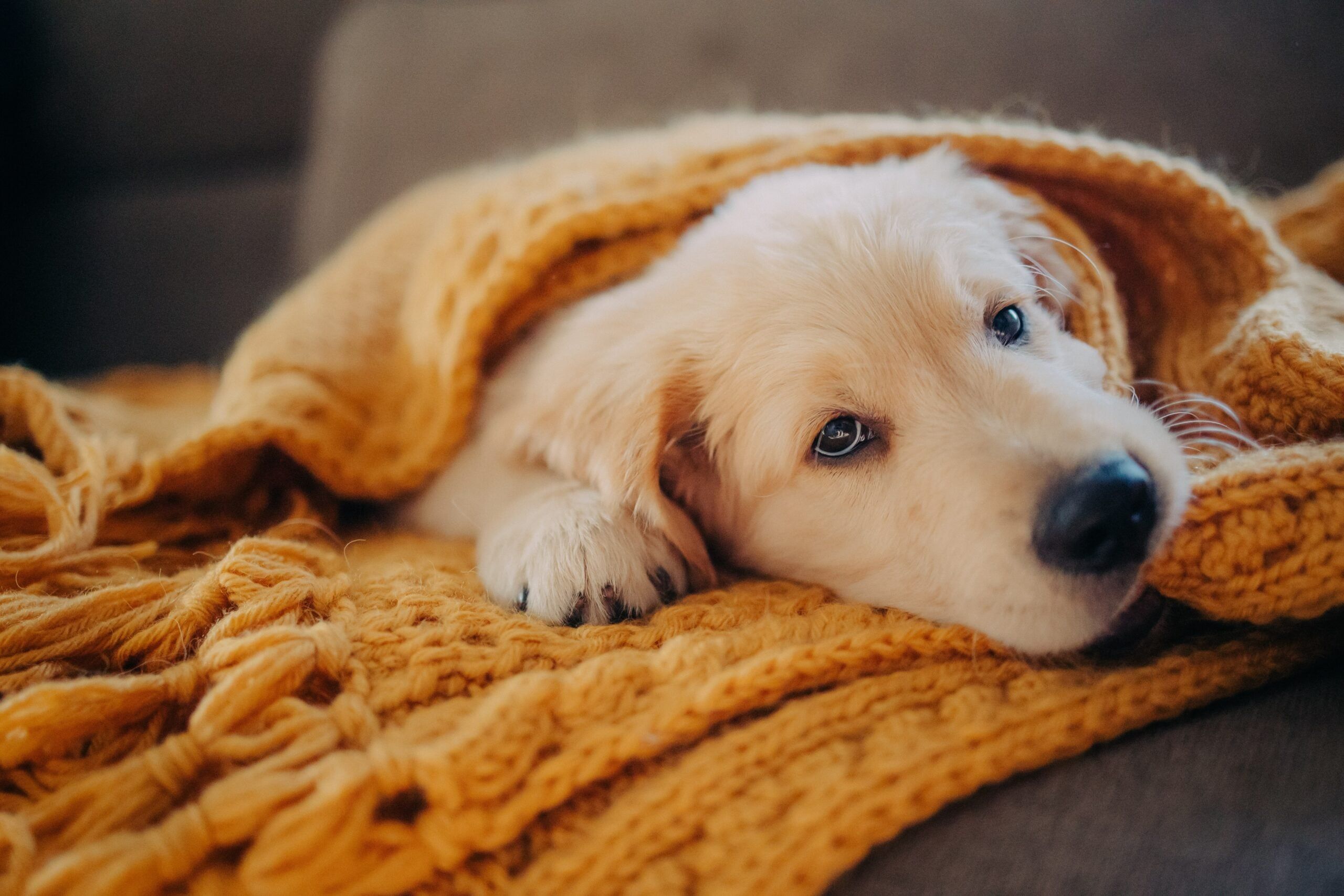 People who grieve pets deeply aren’t overreacting—that bond is different and it activates 9 emotional responses that are genuinely hard to explain