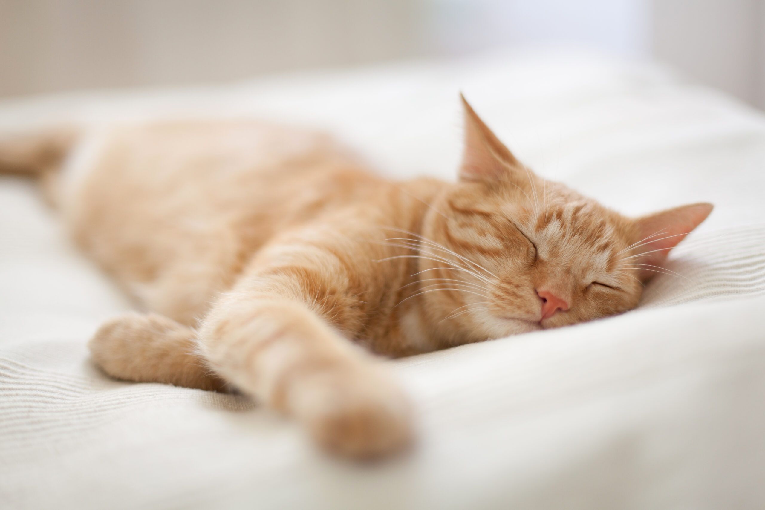 Losing a pet can expose something deeper than grief—these 10 emotional truths often explain why the loss is so complex