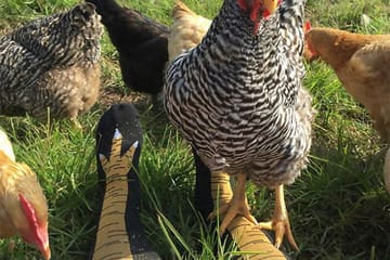 These Chicken Leg Socks Will Make You Look Clucking Hilarious—Get It?