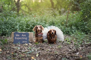 Adorable Dachshund Mom Poses With Puppies In Incredible Photoshoot
