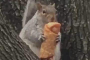 This Squirrel Eating An Egg Roll Is The Level Of Chill We Should All Aspire To Right Now