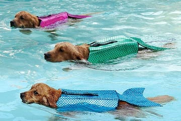 These Mermaid Life Jackets For Dogs Will Keep Your Pup Safe And Sparkly