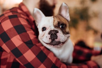 Breeder Is Reengineering French Bulldogs’ Faces To Make Them Healthier