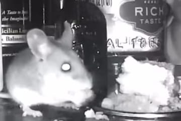 Woman Makes Gourmet Meals For The Mouse That Lives In Her Wall & Films It Chowing Down