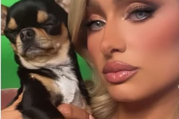 Paris Hilton Offering $10,000 Reward For Safe Return Of Pet Dog Diamond Baby