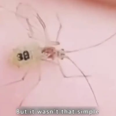Conspiracy Theorists Claim Governments Are Making Mosquitos To Spy On People