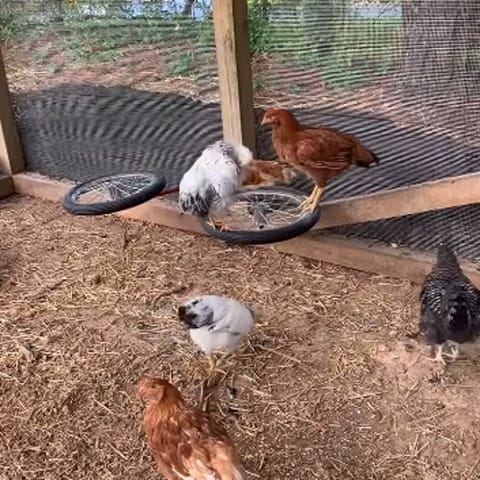 chicken merry-go-round