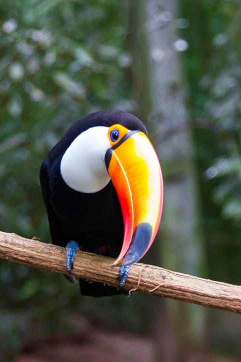 Woman Says Her Pet Toucan’s Extreme Separation Anxiety Means She Can’t Ever Go On Vacation
