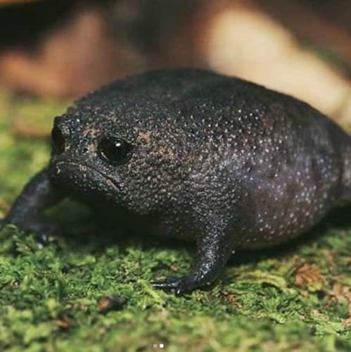 Black Rain Frogs Look Super Cranky, So Why Are They So Cute?