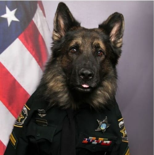 Police Dog Poses In Full Uniform For His Official K-9 Badge Picture And It’s So Cute