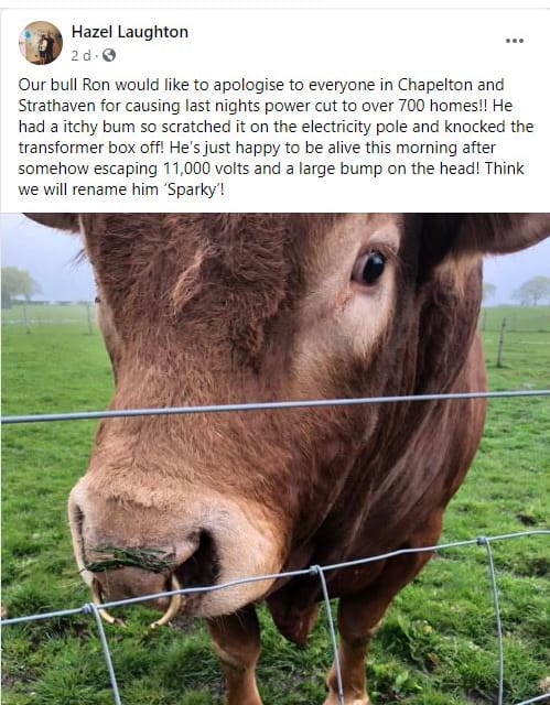 bull itchy butt