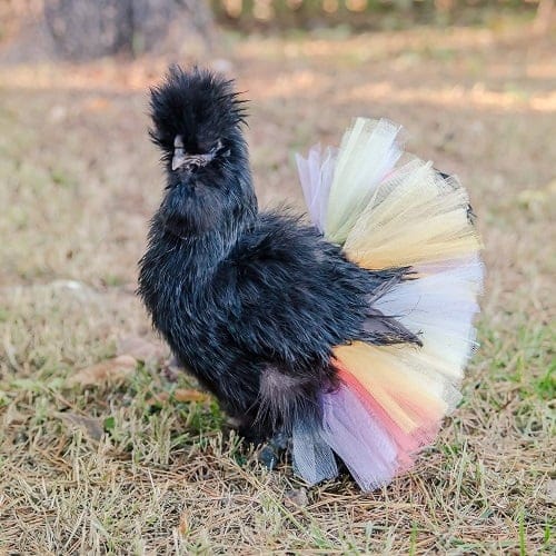 These Chicken Tutus Will Keep Your HensLooking Runway-Ready