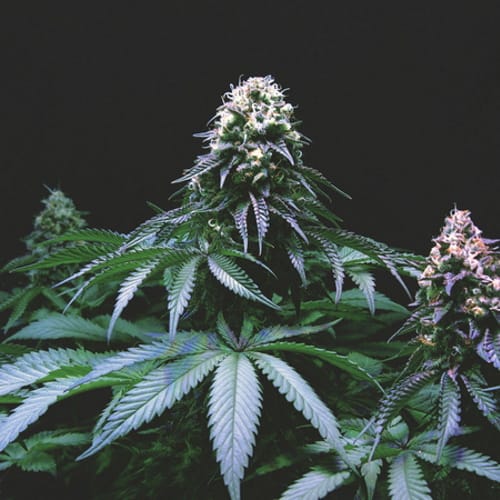 A Weed-Loving Couple Named Their Kids After Marijuana Strains