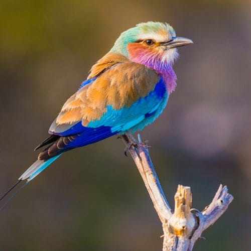 The Lilac-Breasted Roller Is A Technicolor Dream Of A Bird