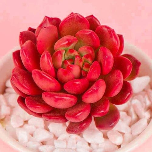 This Beautiful Color-Changing Succulent Turns An Intense Shade Of Pink In The Sunlight