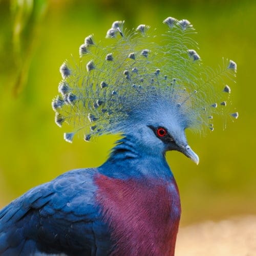 The Victoria Crowned Pigeon Proves That These Birds Can Be Fancy Too