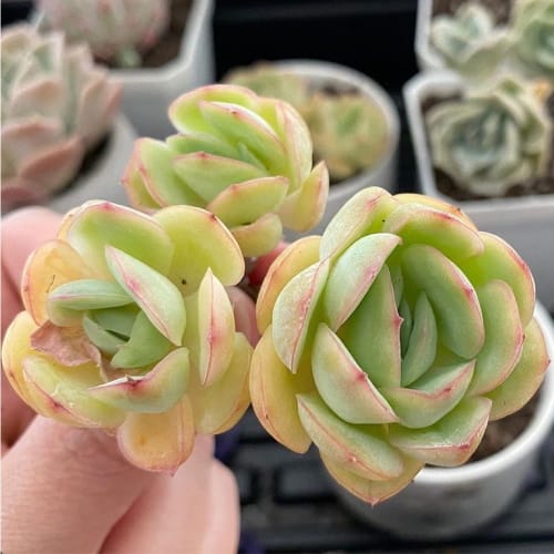Strawberry Ice Succulents Are The Plant Of Your Summery Dreams