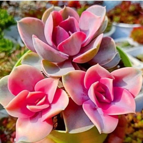 ‘Rainbow’ Succulents Add A Burst Of Beautiful Color To Your Plant Collection